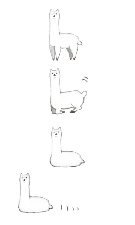 crownedprincesszelda:  WE OWN ALPACAS AND I SWEAR TO YOU THIS REALLY HAPPENS THEY ARE SUCH MYSTERIOU