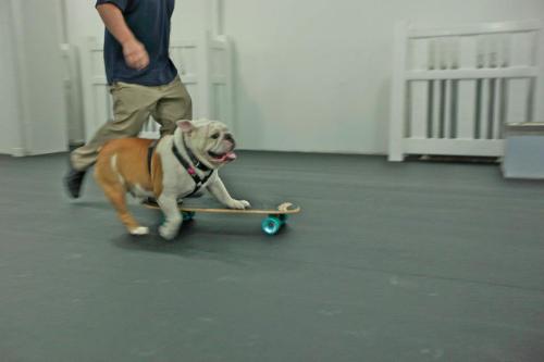 Beefy skating @ D Pet Hotel in Chelsea!