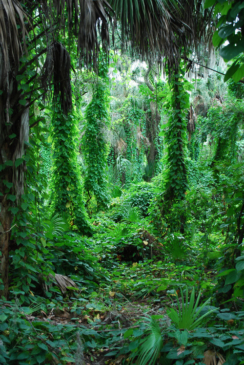 j-ungledust:  infinite—serenity:  r-espira:  cycleofnature:  ancient-magics:  vertical forest by tar