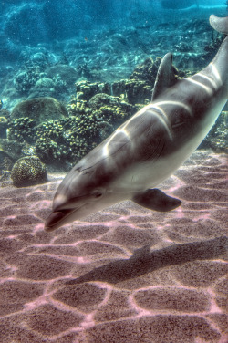 j0rdieshore:  c0caino:  Bottlenose Dolphin  aw aw aw 