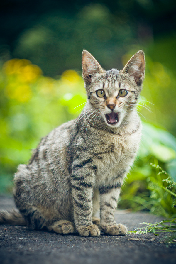 “Ermahgerd! Berst gardern erver!!”
Photo by ©Alexander Lukinsky