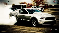 Mustangs galore