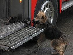 mamatots:  soonafterdark:  German Shepherd mix named Amanda saves her 10 day old puppies from a house fire in Santa Rosa de Temuco, Chile on Thursday. Picking them up with her mouth she carried them to safety and laid them on the steps of a fire-truck.