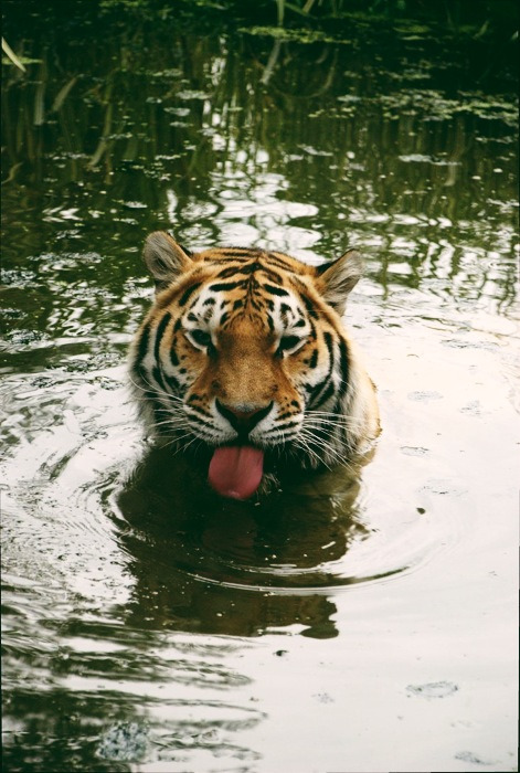 everythingtigers:  Tiger obsessed  want more posts like this? check out my blog!