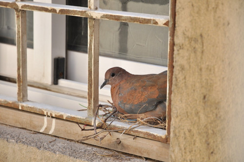 One morning the wife of Confederate soldier Benjamin Franklin Jackson awoke to find a dove sitting o