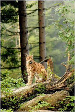 Bl-Ackleopard:  Watcher-Of-The-Skies:  Linx By Melchiorre Pizzitola  ☯ Nature&Amp;Amp;Wildlife