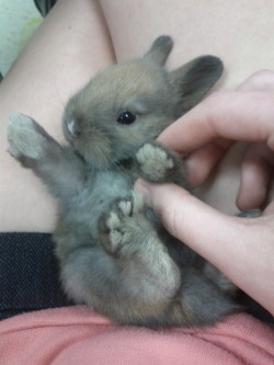 valuelesss:  bby bunny in my lap   Ahhh omg ♥