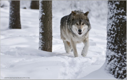 llbwwb:  Wolf in some Snow  (by Raymond J Barlow)