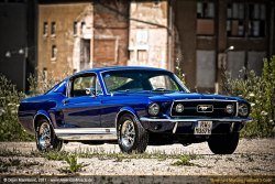 Ford Mustangs