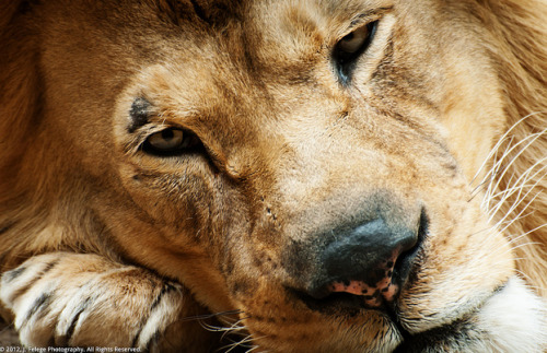 lion-nation:  By jfelege on flickr.  Gorgeous.