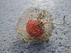 intrepidreporter:  jonnovstheinternet:  Life within death. Physalis alkekengi, or the Chinese/Japanese Lantern, blooms during Winter and dries during Spring. Once it is dried, the bright red fruit is seen. The outer cover is a thin mesh that held the