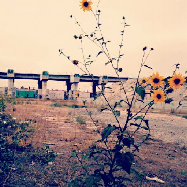 Nothing But Goodvibes.
