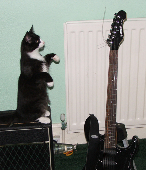 getoutoftherecat:  no cat. your musical ambitions are in vain. you do not have thumbs.