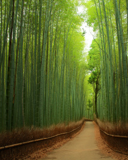 homedecorart:  hiromitsu:  竹林の道 - 嵯峨野 ／ Bamboo Street - Sagano by Active-U on Flickr.  via room-of-flint to Home Decor Art