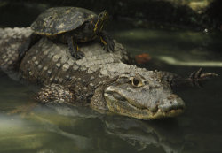 allcreatures:  Summit Garden Zoo in Panama City Arnulfo Franco | AP (via Day in Pictures - The Sacramento Bee, Sacramento, California)