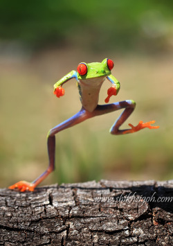 theplumeriaprincess:  thenewbrutality:  steeldragondown:  HELLO MY BABY, HELLO MY HONEY, HELLO MY RAGTIME GAAAAL~  OH MY GOD    Oh my god! My frog (^^^^^^^) has a dancing partner!