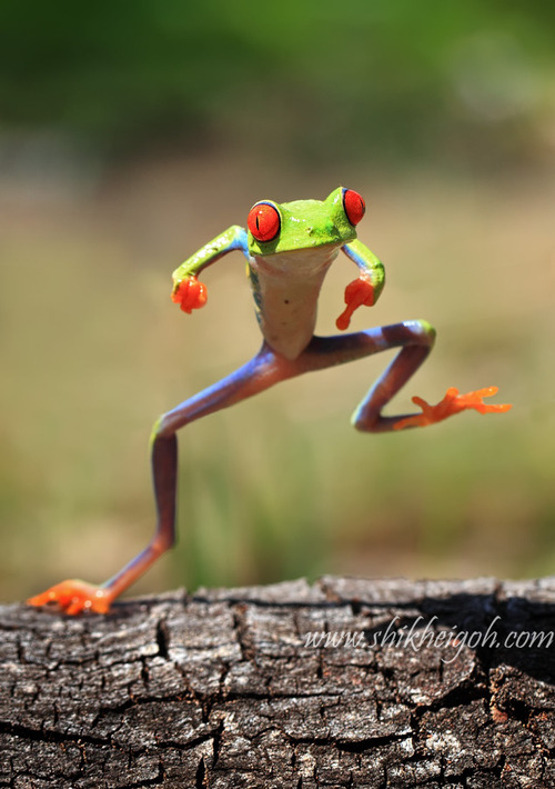 lori-jaye:  weepingangelofjotunheim:  steeldragondown:  HELLO MY BABY, HELLO MY HONEY, HELLO MY RAGTIME GAAAAL  Hang on, something is missing…  That’s better  The WB Frog has been found once more! 