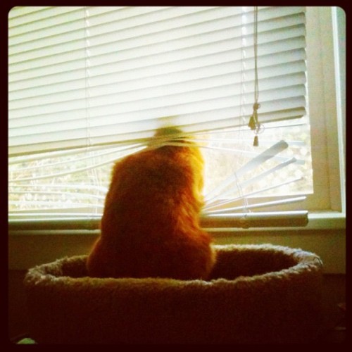 laundryaisandrea:George does what he can for a window view. (Taken with Instagram)