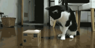 Cat with a box