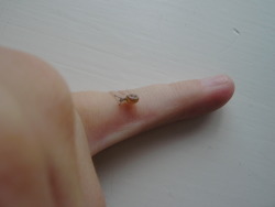 adriaugh:  flusendieb:  That tiny fella is