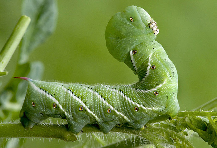 theanimalblog:  Michigan, USA: A hornworm sits upright, as if enjoying the view,