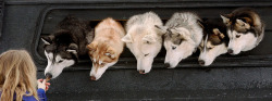 wolfdogs:  Wolf dog dispenser: insert one treat. 