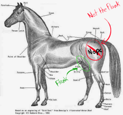 fuck-no-my-little-pony:  Just wanted to throw this in here cause I can. The Flank in horse anatomy is the lower stomach by the thigh. The place where bronies (Thanks to Hasbro) think is the flank, is called the Haunch. Hope this helps. &lt;3 