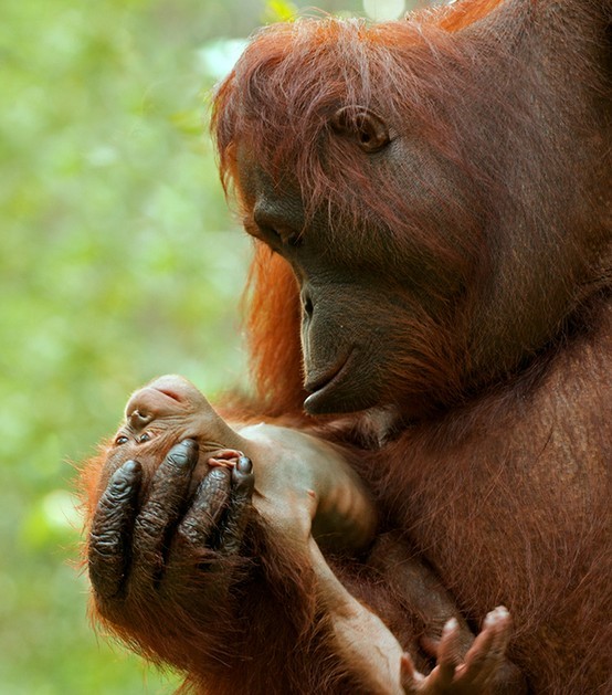 worldlyanimals:  Orangutan Mother and Newborn (Sean Crane) 