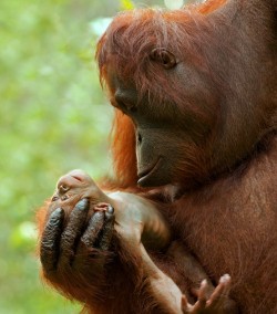 Worldlyanimals:  Orangutan Mother And Newborn (Sean Crane) 
