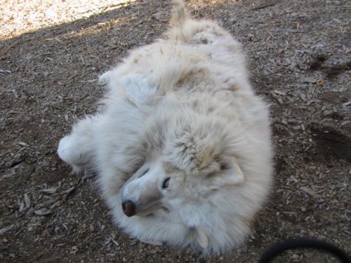 i think it's a samoyed