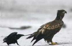 dsylecxia:  recently i learned that crows and ravens have a baffling habit of sneaking up on other animals and pulling on their tails the behavior seems to be relatively universal among various species of crows and ravens across the world they seem to