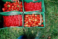 p-roblems:  berry picking (by Natalie//)