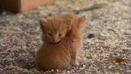 derpderpmotherfuckers:  one of the special things about kittens is how they are all in each other’s space and seek each other for warmth. Grown cats just don’t do this automatically.  I showed this to my mum. Mum: Ohhh, a squirrel! Me: No….