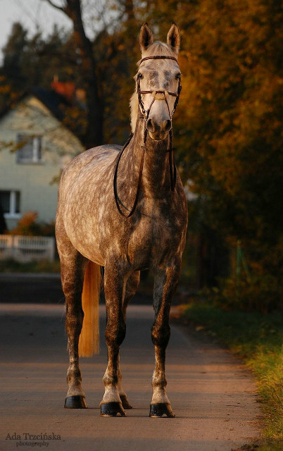 Hunter jumper horse