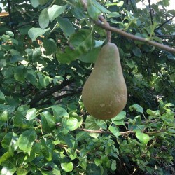 They aren&rsquo;t the best looking pears ever but they are the first pears our tree has ever produced :). (Taken with Instagram)