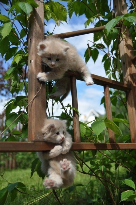 thefrogman:  “Hey Steve!” “What?” “Hang in there.” “Go to hell.”