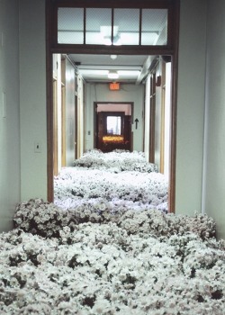  28,000 potted flowers were scattered around a mental health center before it was demolished 