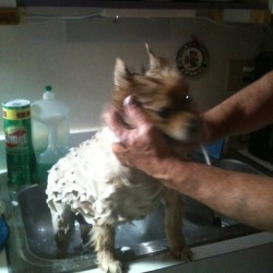 Brandy taking a bath #dog #bath #2012 #summer #ner (Taken with Instagram)