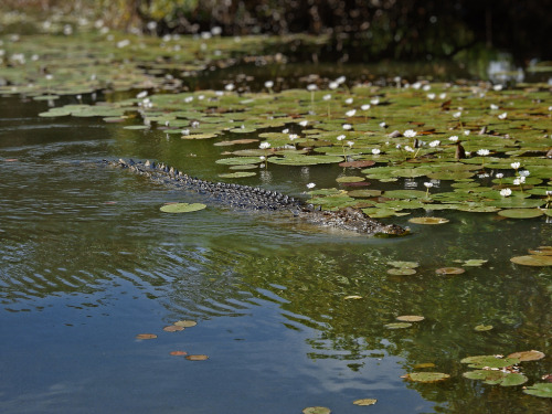 Saltwater Crocodile, Yellow River Billabong, Kakadu National Park, Northern Territory, Australia. (b