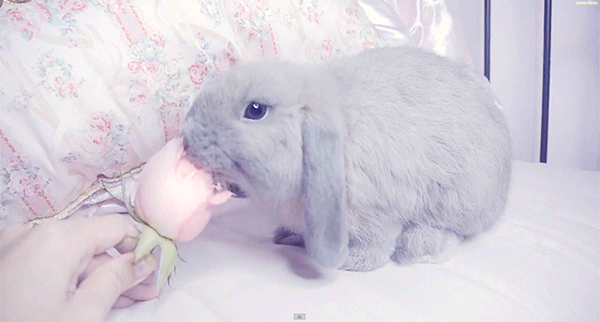 Nothing makes me squeal more than lop bunnies.