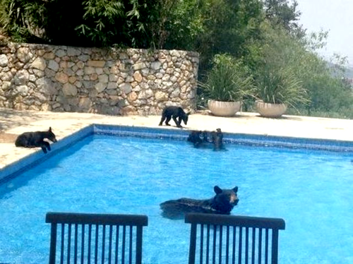 animalstalkinginallcaps:  SO IS THERE LIKE, A WAITER OR SOMETHING OR DO WE HAVE TO