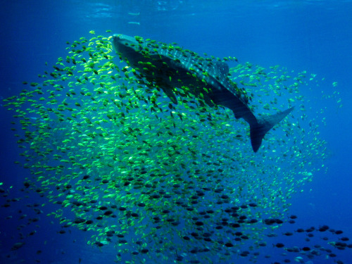 theanimalblog:  Whale Shark (by nickehret)