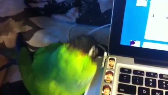 supersheps:  abessinier:  goddamngeckogirl:  hedislimanefortarget:  but your bird