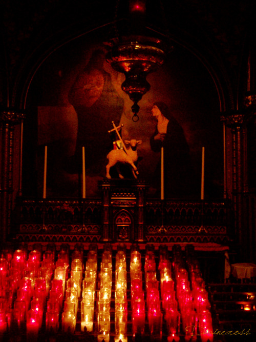 silent-omen:  divinecross:  Agnus Dei - picture taken by myself (Divinecross) (Notre-Dame Basilica, Montreal)  Stunning! 