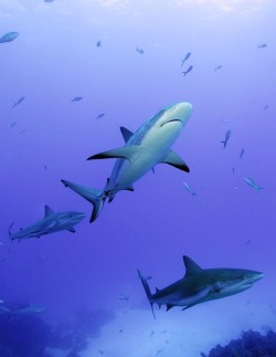  Reef Sharks Swim Clear Waters Of The Bahamas By Neil Hammerschlag   