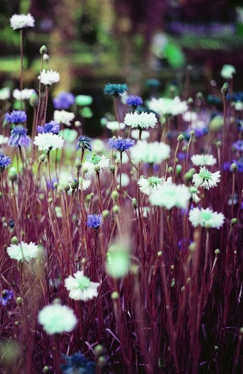 euphoricspirit:  (x) weheartit.com (x)   [ euphoricspirit ] 