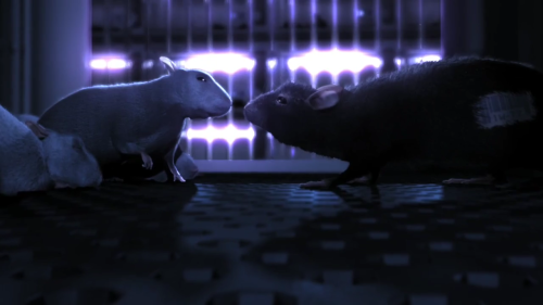Two rats, a lab and only one way out.