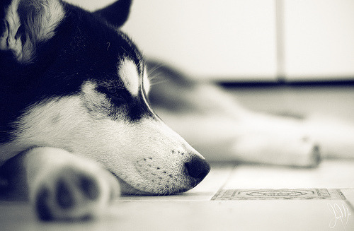 about-epic:  This is one of the most perfect animals out there. 