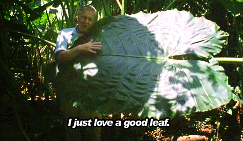 christgoldman:  David Attenborough is the best! 