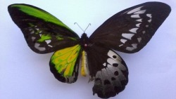 littleelk:   Bilateral gynandromporphism - half female, half male.. This genetic anomaly is usually restricted to arthropods, but has been known to express itself in birds as well.   I always reblog bilateral gynandromorphic butterflies. 